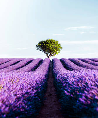 camping-paca-lavandes-inspi-th